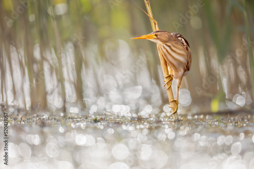 Little Bittern perched in reed photo