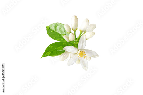 Orange tree white flowers bunch with water drops isolated on white