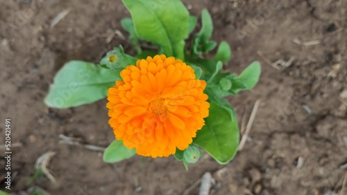 Calendula grows on a flower bed in the garden
