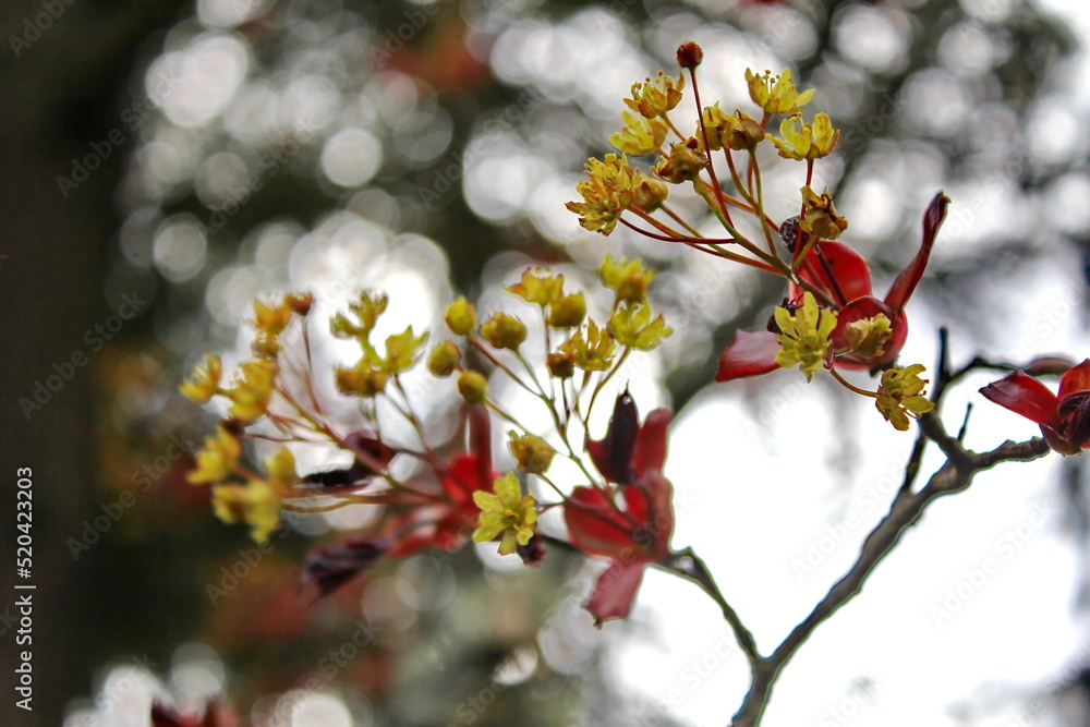 Beautiful Spring Time Floral Background with Red Maple Tree Branch Leaves. Shallow Depth of Field. Beautiful Spring Time Floral Background with Red Maple Tree Branch Leaves. Shallow Depth of Field.