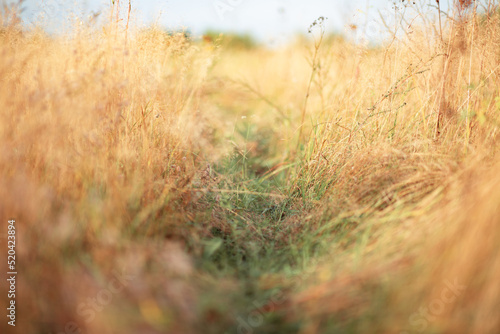 Close up of meadow grass and weed. Sunny summer day. Blurred background, gentle and soft.