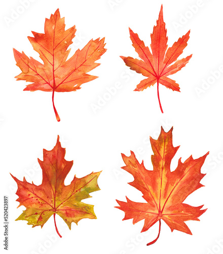 watercolor maple leaf set isolated on white