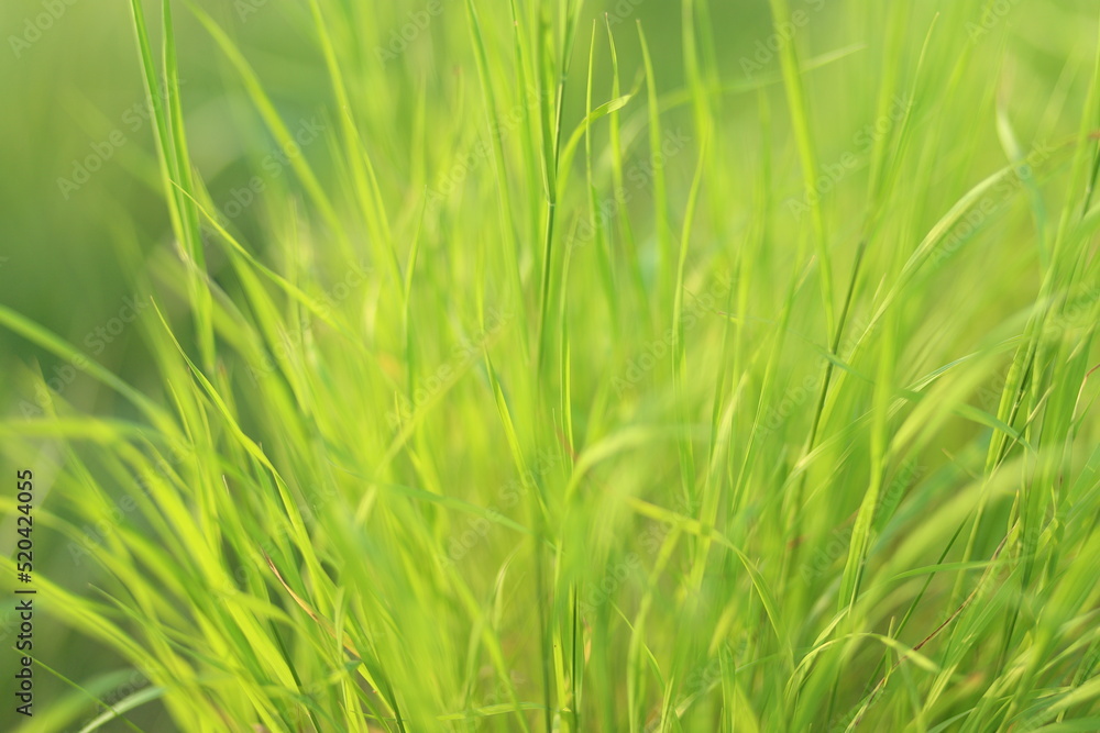Bright green grass closeup. Sunny summer day. Blurred background, gentle and soft. Bright green grass closeup. Sunny summer day. Blurred background, gentle and soft.