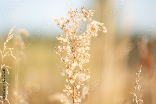 Close up of meadow grass and weed. Sunny summer day. Blurred background, gentle and soft.