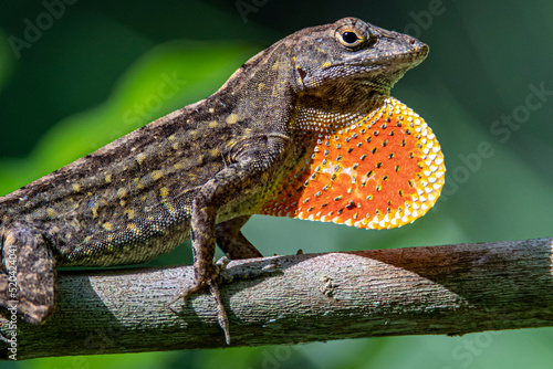 Brown Anole