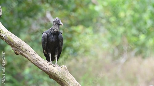 Black Vulture (coragyps atratus) Portrait, Costa Rica Wildlife and Birds, Perched on a Branch, Boca Tapada, Costa Rica, Central America, Birdwatching a Large Birdlife Scavenger photo