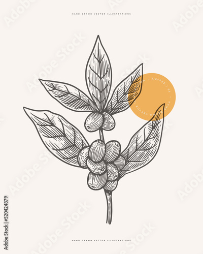 Branch of coffee tree with leaves and berries in engraving style. Design element for botanical books, cafe menu, emblem or store packaging. Vector vintage illustration.