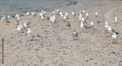 Close up of sea birds on a partly sandy beach, daytime, sunny, nobody