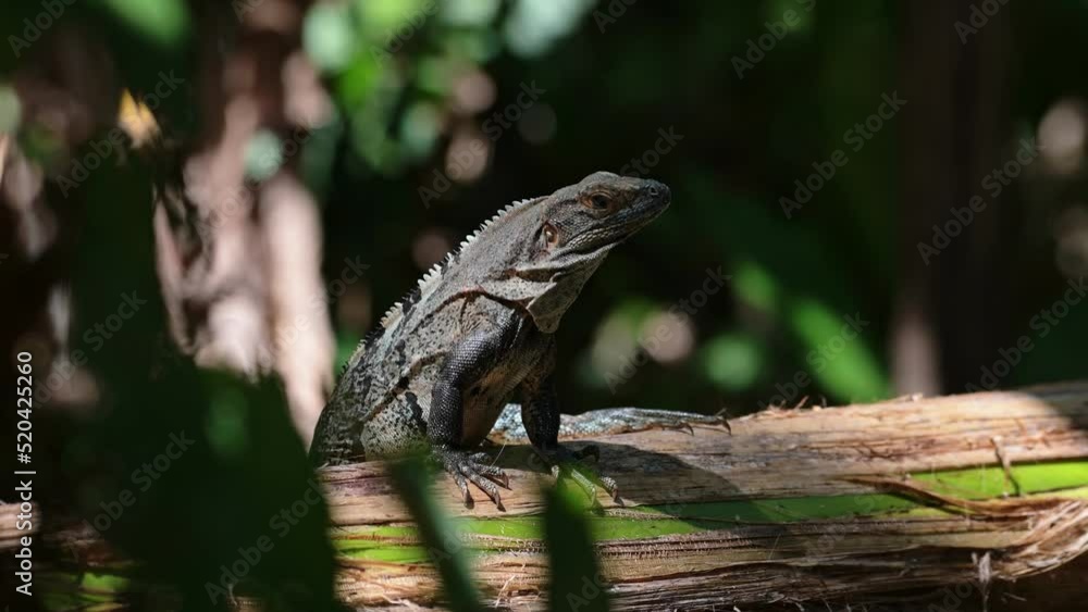 Black Spiny Tailed Iguana (ctenosaura similis), Costa Rica Wildlife and