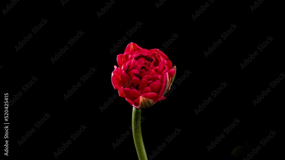 Timelapse of red tulip flower blooming on black background. Easter, spring, valentine's day, holidays concept Timelapse of red tulip flower blooming on black background. Easter, spring, valentine's day, holidays concept