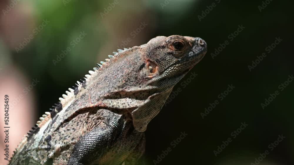 Black Spiny Tailed Iguana (ctenosaura similis), Costa Rica Wildlife and