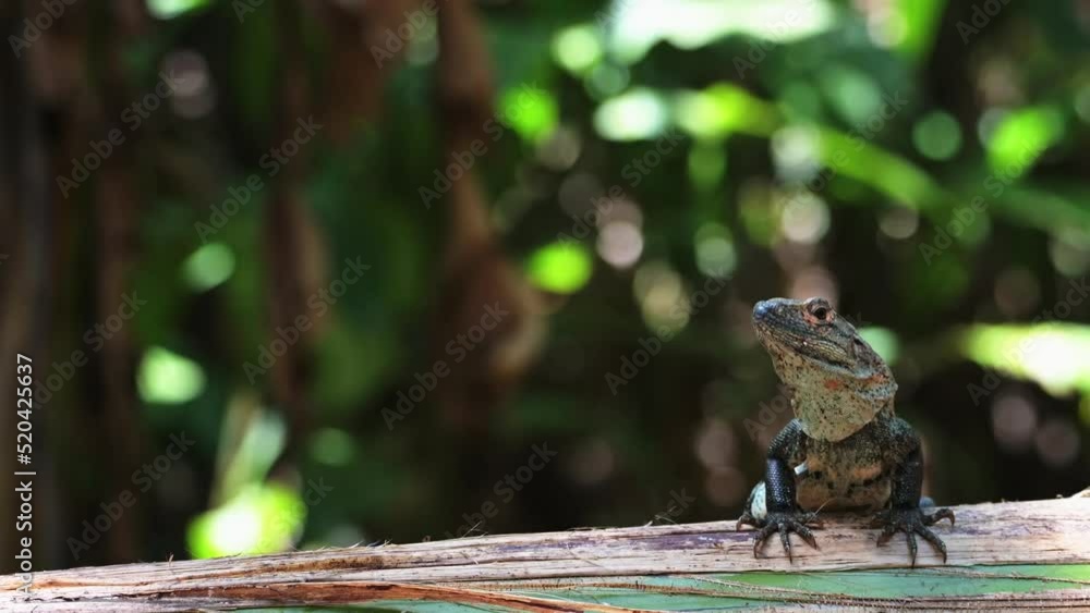 Black Spiny Tailed Iguana (ctenosaura similis), Costa Rica Wildlife and