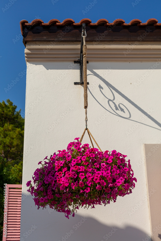 Naklejka premium Bougainvillea basket hanging on a stone wall