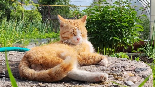 Portrait of a sleeping red cat on the background of a greenhouse on a sunny day