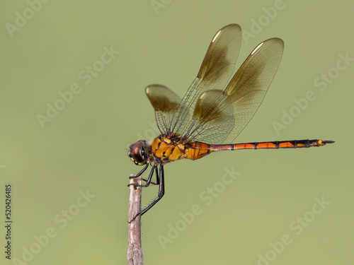 Four-spotted dragonfly (Brachymesia gravida) on green background, Brazos Band State Park, Texas photo