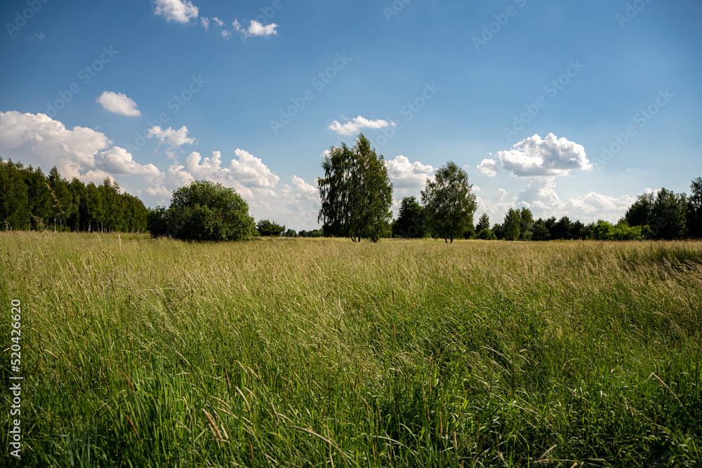 łąki, pola, letnie łąki, łąki i lasy, Kwitnące trawy, zielone łąki, słoneczny dzień na wsi  - obrazy, fototapety, plakaty 