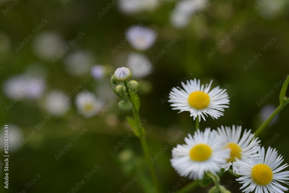 White field daisies, small daisies on a green field. High quality photo.
camomile on a green background, bokeh
White field daisies, small daisies on a green field. High quality photo.
camomile on a green background, bokeh