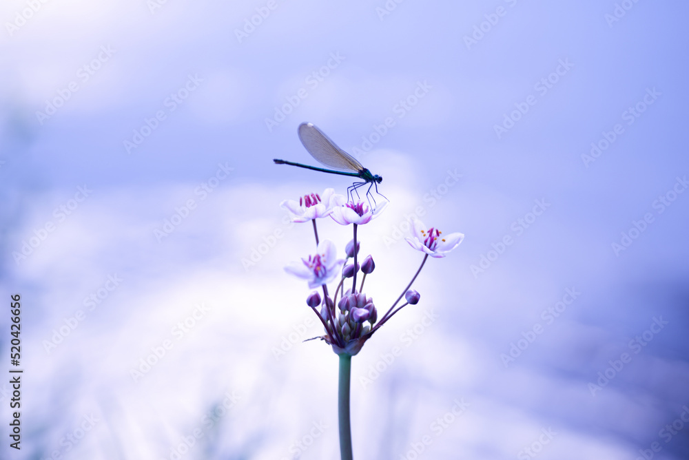 Dragonfly on the background of the river flower river, high quality photo. Banner, background, card Dragonfly on the background of the river flower river, high quality photo. Banner, background, card