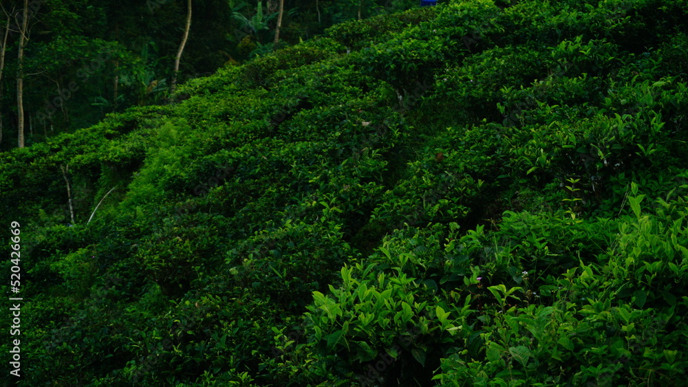 Terraced tea plantation on slope of hill in the morning Terraced tea plantation on slope of hill in the morning