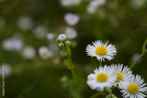  White field daisies, small daisies on a green field. High quality photo. camomile on a green background, bokeh