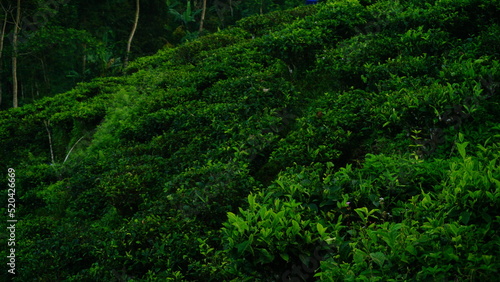 Terraced tea plantation on slope of hill in the morning