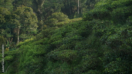 Terraced green tea plantation landscape