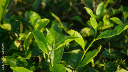 Closeup view of beautiful young upper fresh bright green tea leaves at tea plantation in in the morning © MdzFahmi