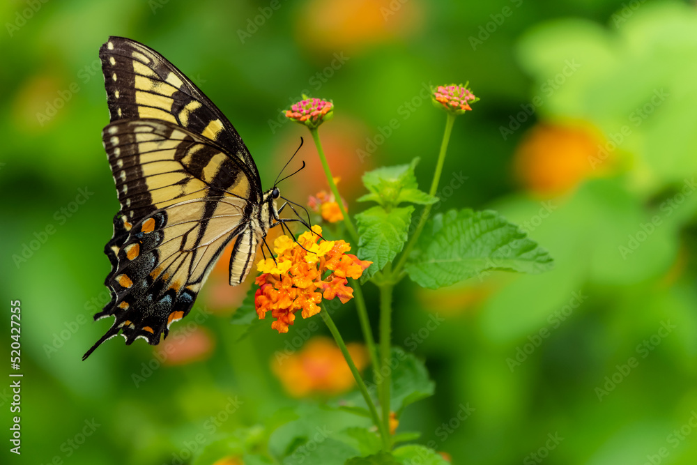Closeup of Eastern Tiger Swallowtail (Papilo glaucus) butterfly on yellow lantana flower Closeup of Eastern Tiger Swallowtail (Papilo glaucus) butterfly on yellow lantana flower
