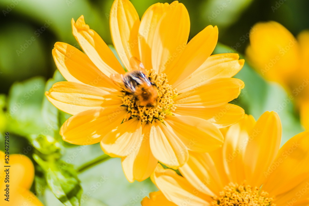 Honey Bee collecting pollen on yellow rape flower against blue sky. Bee on a yellow flower. Bee close up Honey Bee collecting pollen on yellow rape flower against blue sky. Bee on a yellow flower. Bee close up