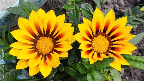 Yellow flowers close-up on a flower bed in the garden