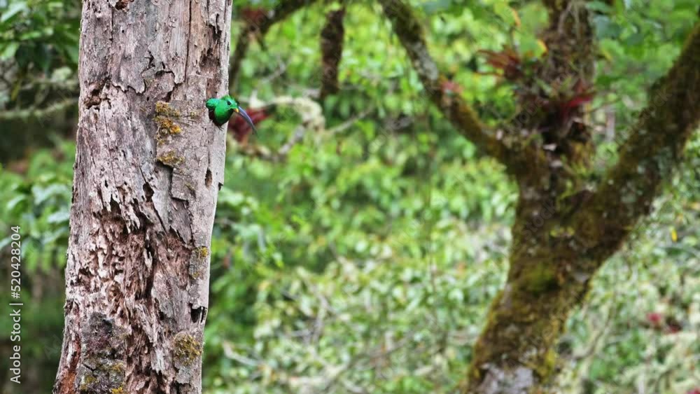 Costa Rica Resplendent Quetzal (pharomachrus mocinno), a Beautiful Bright Green Tropical Exotic Bird, Appearing from its Birds Nest Tree Hollow Hole, Amazing Nature and Animals Costa Rica Resplendent Quetzal (pharomachrus mocinno), a Beautiful Bright Green Tropical Exotic Bird, Appearing from its Birds Nest Tree Hollow Hole, Amazing Nature and Animals