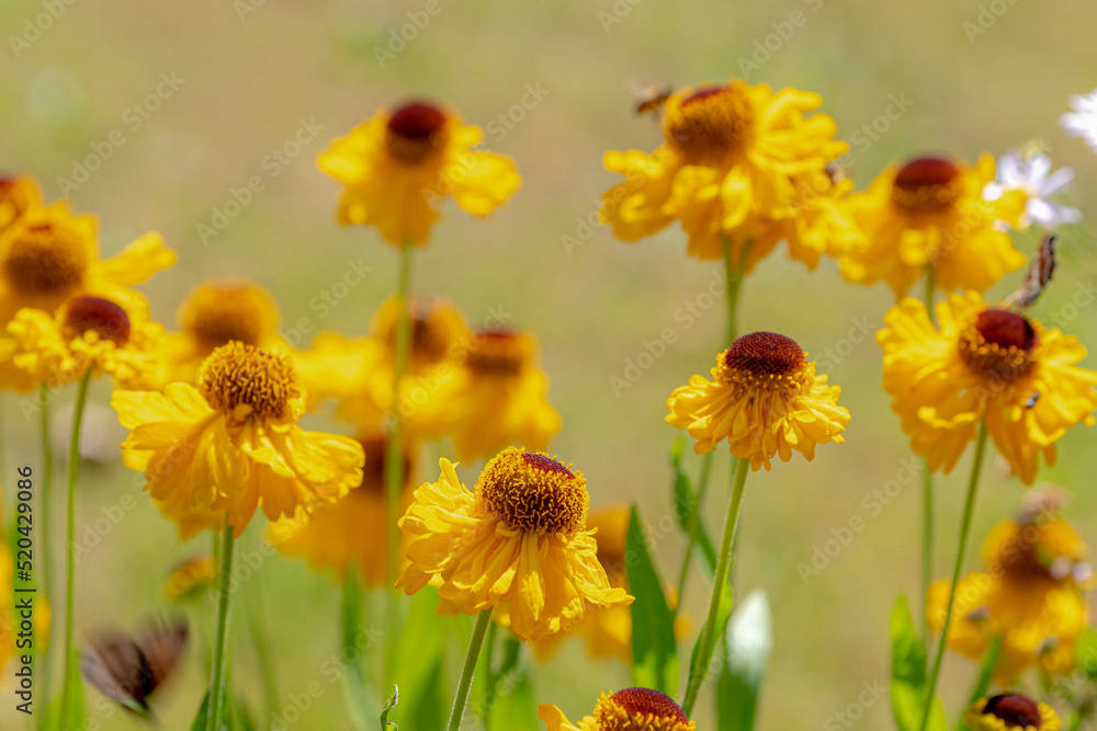 Obraz premium yellow flowers