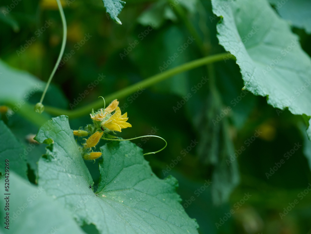 Growing bushes of cucumbers with green leaves in the vegetable garden on a summer day Growing bushes of cucumbers with green leaves in the vegetable garden on a summer day