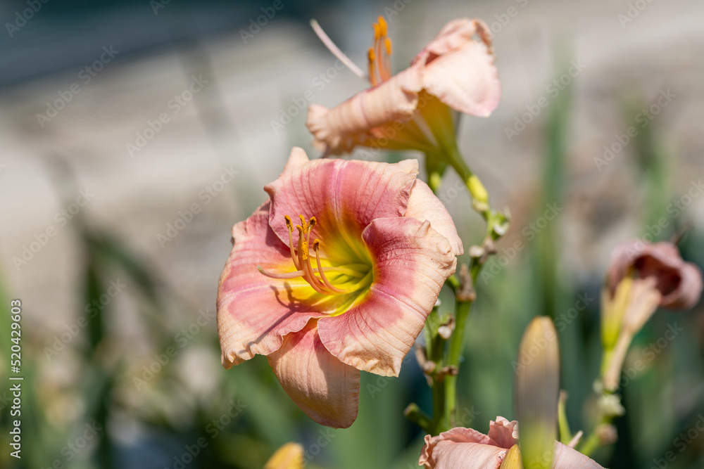 Fototapeta premium Hemerocallis 'Janice Brown'. This cultivar of daylily has a beautiful soft pink flower with dark pink color in the center.