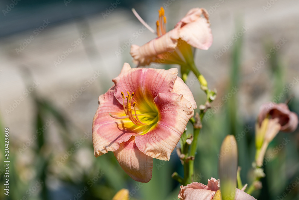 Hemerocallis 'Janice Brown'. This cultivar of daylily has a beautiful soft pink flower with dark pink color in the center. 