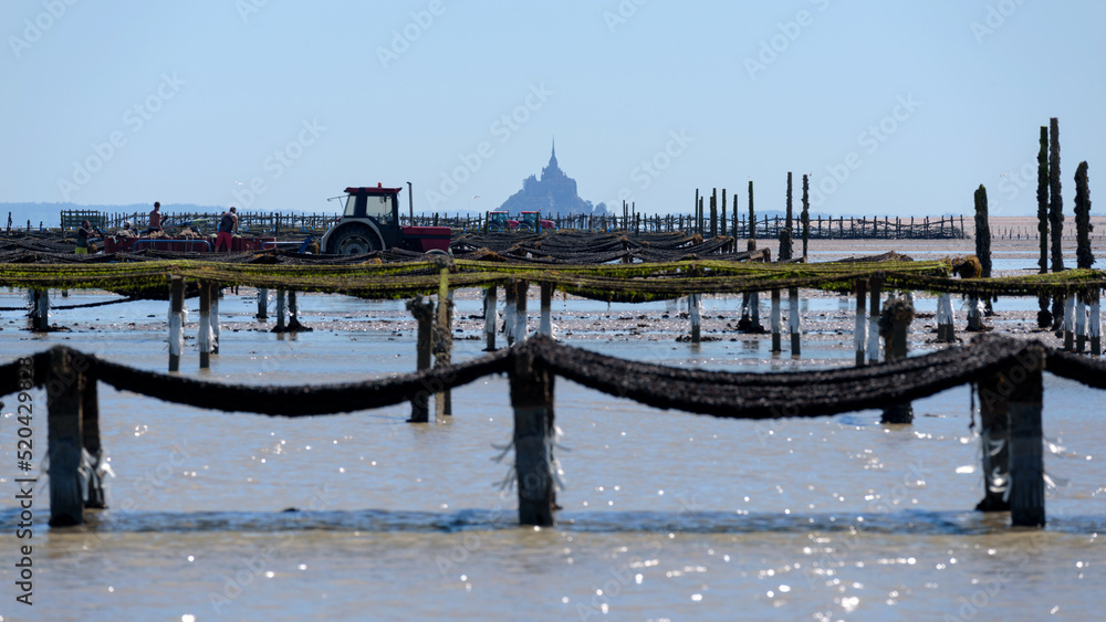 Mussel farming in the bay of Mont SaintMichel. Cultivation of mussels