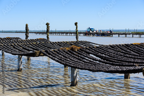 Mussel farming in the bay of Mont Saint-Michel. Cultivation of mussels, known as ‘bouchot’ mussels. photo