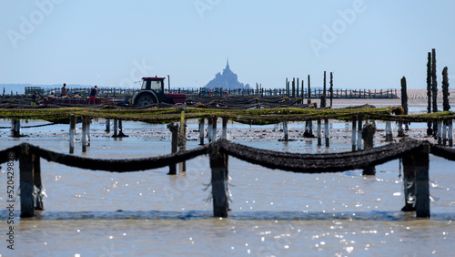 Mussel farming in the bay of Mont Saint-Michel. Cultivation of mussels, known as ‘bouchot’ mussels.