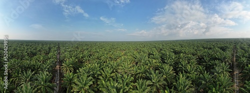The Palm Oil Estates at Sarawak, the Borneo Island, Malaysia
