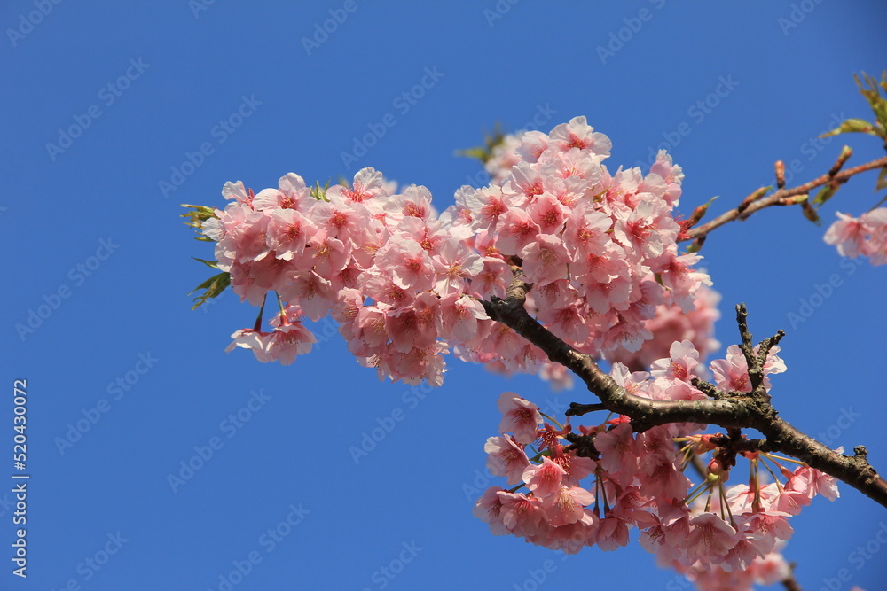 満開の河津桜と青空