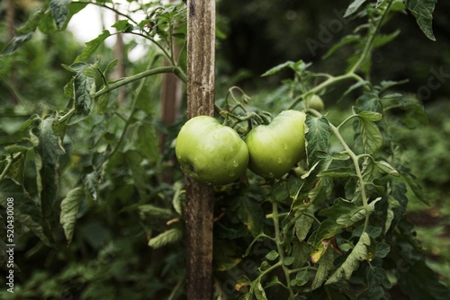 Wallpaper Mural unripe tomato fruits on the garden bed at home.  tomatoes covered with raindrops after rain Torontodigital.ca
