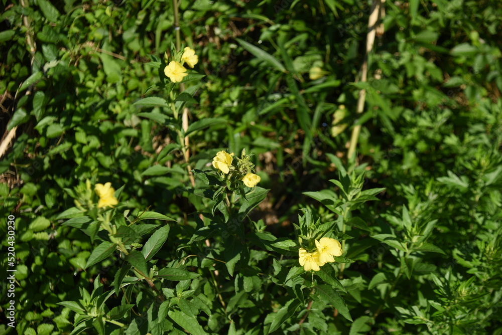 Oenothera biennis ( Common evening primrose ) flowers. Onagraceae