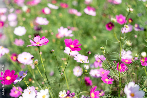 pink flowers in the field