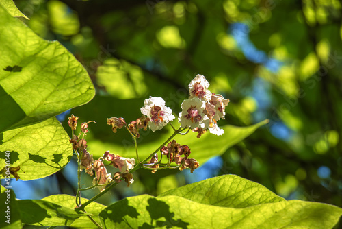 Close-up shot of Catalpa or catawba with large, heart-shaped leaves flowering with showy, white flowers in bright sunlight in summer. photo