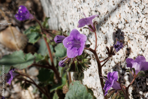 Purple flowering terminal determinate scorpioid cyme inflorescence of Phacelia Minor, Boraginaceae, native annual monoclinous herb in the Anza Borrego Desert, Springtime. photo