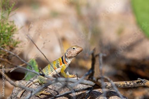 Eastern collared lizard, Crotaphytus collaris, basking in the sun on a rock in the Sonoran Desert. A colorful large lizard with yellow, red and green markings. Pima County, Oro Valley, Arizona, USA.