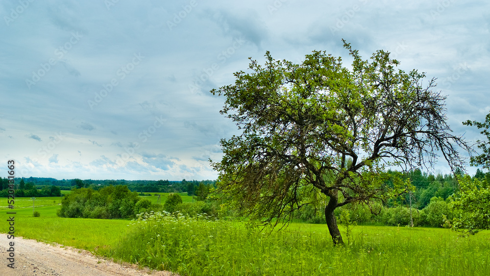 rural landscape, pictured field, gray sky and forest