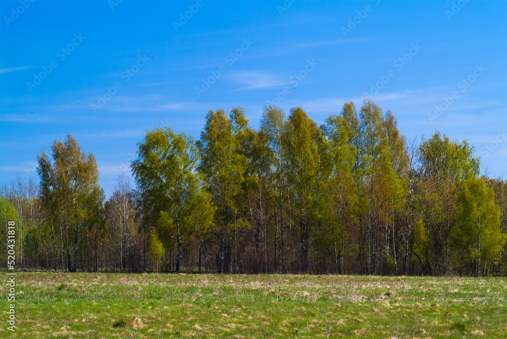 rural landscape, pictured field, blue sky and forest