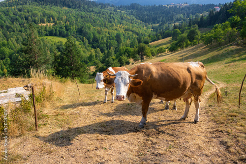Simmental cow with horns at the Zlatar mountain, Serbia photo