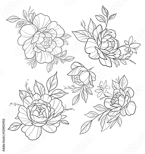 Peony flowers outline black and white line art with leaf foliage vector SVG